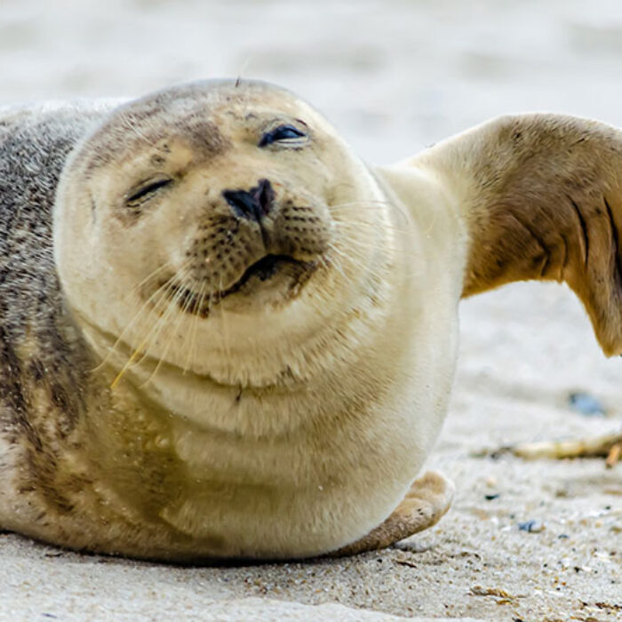 Around 2,500 seals have washed up dead in the Caspian Sea.