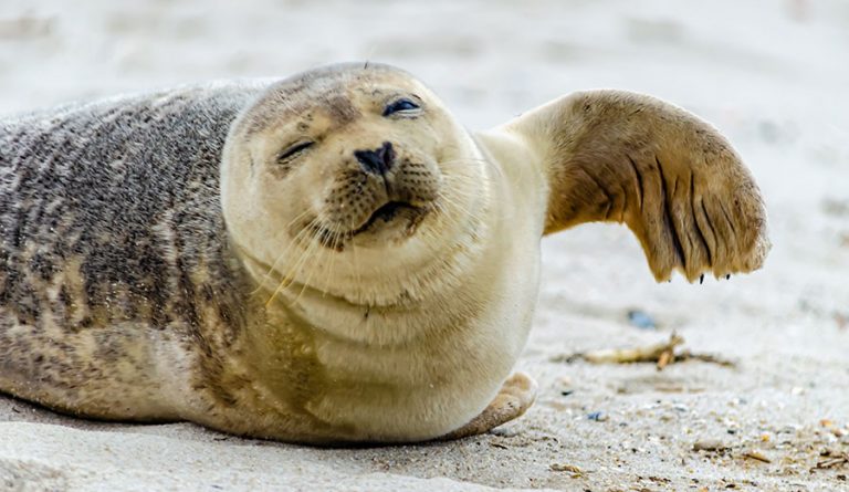 Thousands Of Seals Washed Up Dead In Russia s Caspian Sea