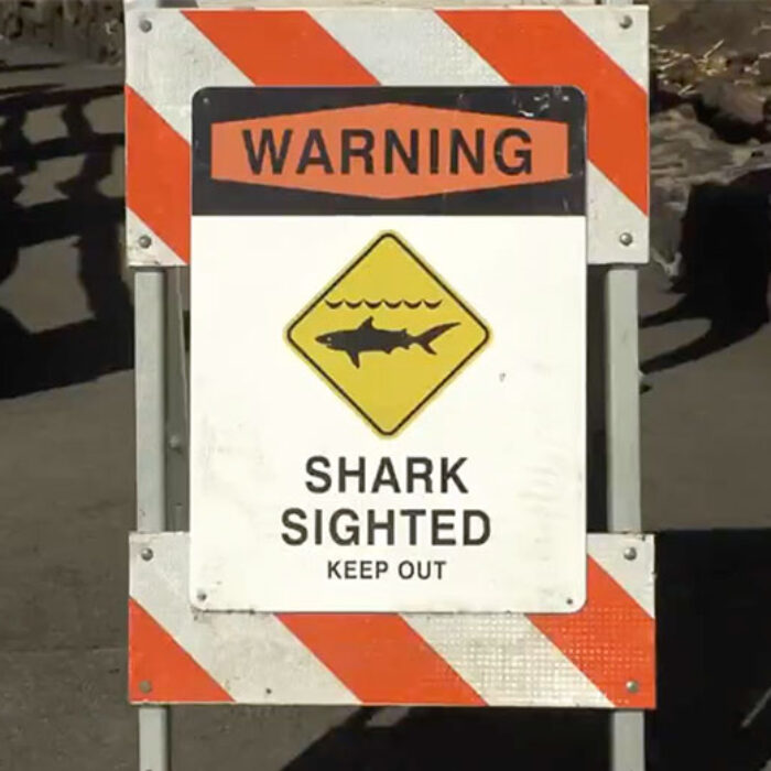 shark attack big island