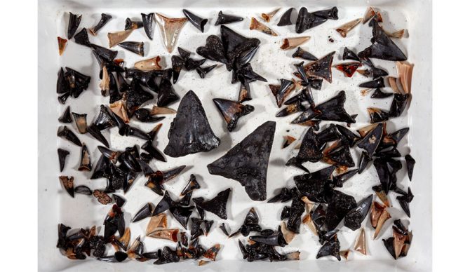 750 Fossilized Shark Teeth Found in 'Shark Tooth Graveyard' Off Australia