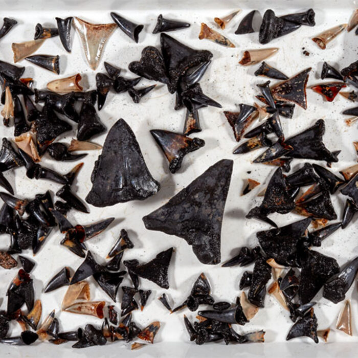 shark teeth