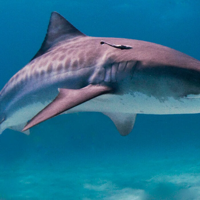 tiger shark kills tourist on Maui