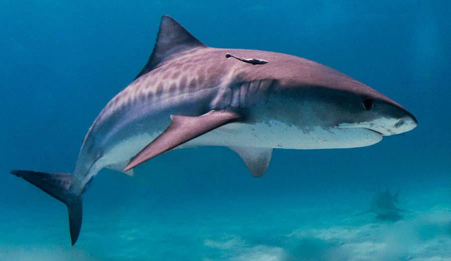 tiger shark kills tourist on Maui