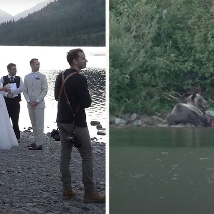 grizzly eats moose at wedding