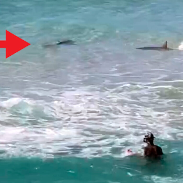 Watch These Sharks Get Up Close and Personal With Pipe Master Balaram Stack