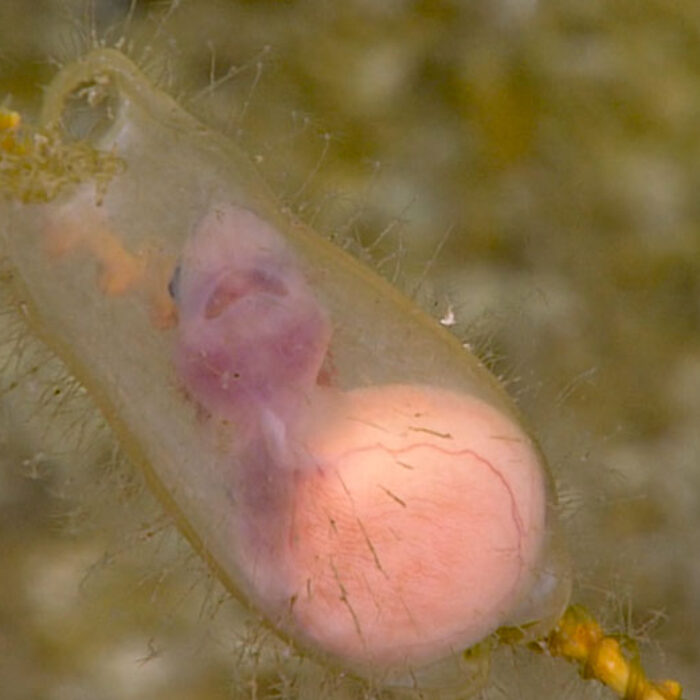 deep sea cat shark