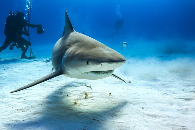 bull shark