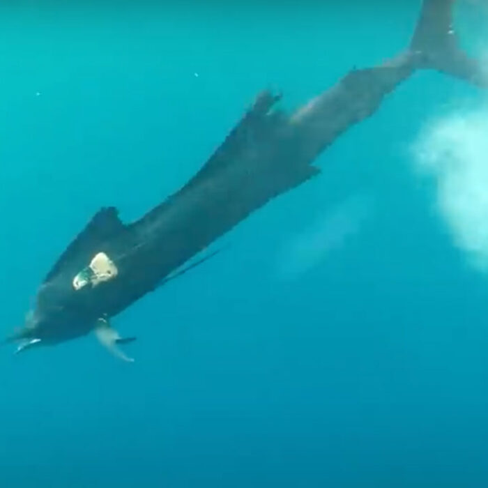sailfish hunting footage