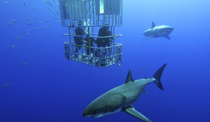 Mexico Bans Booming Shark Tourism at Guadalupe Island Breeding Ground