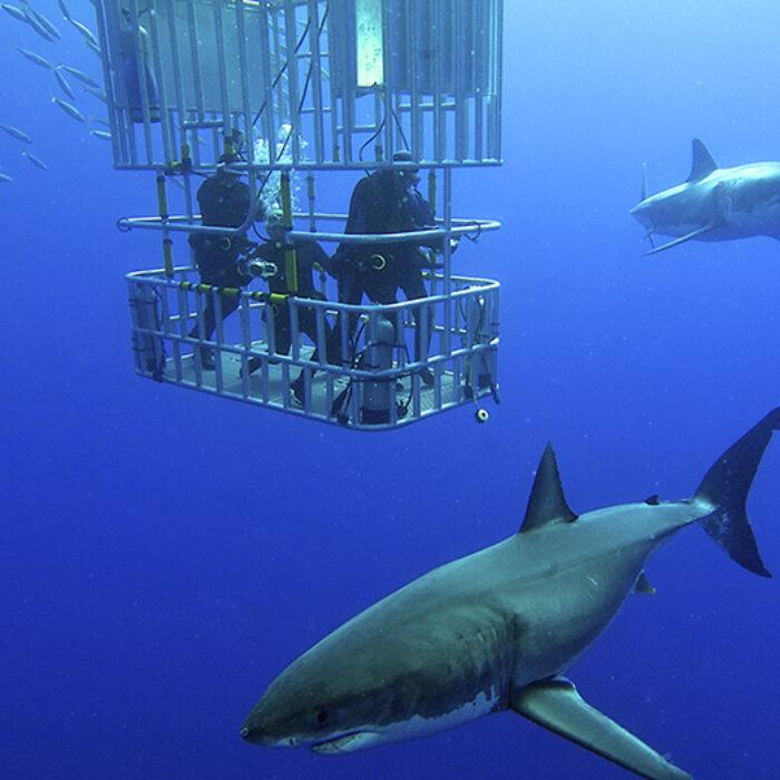 cage divers surrounded by great white sharks