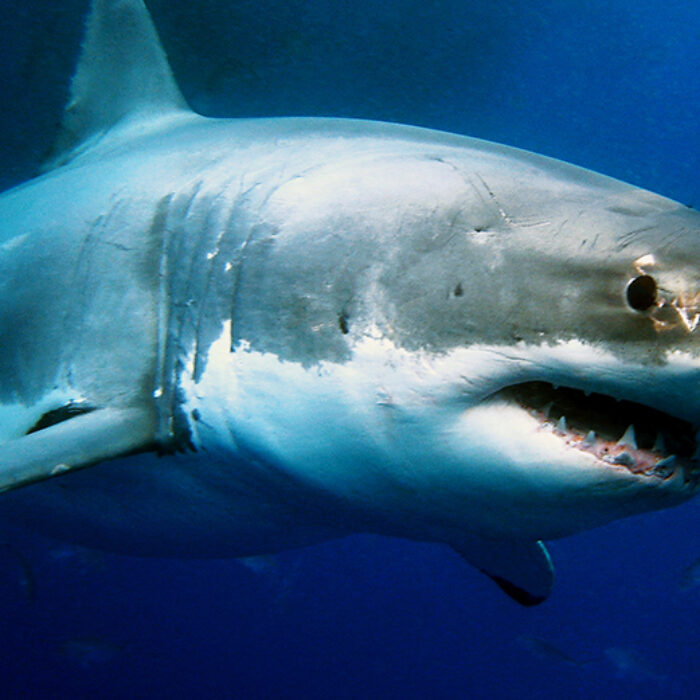 a great white shark
