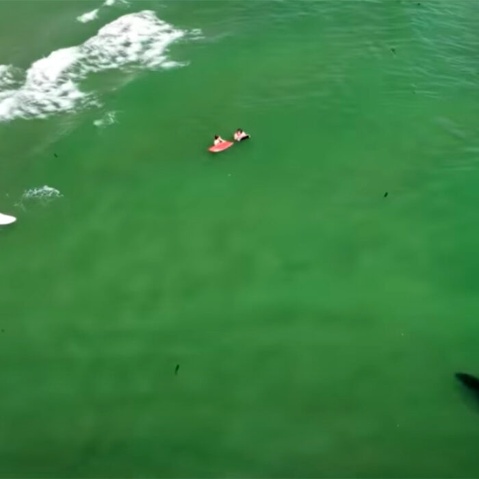 10 Eerie Clips of Great White Sharks Eyeing Surfers