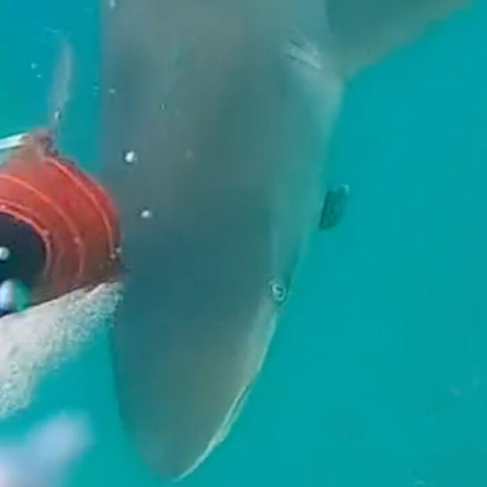 spearfisher fends off bronze whaler shark