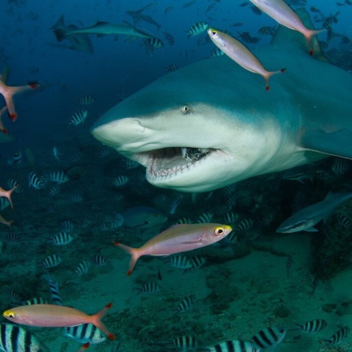 a bull shark swims with schools of fish