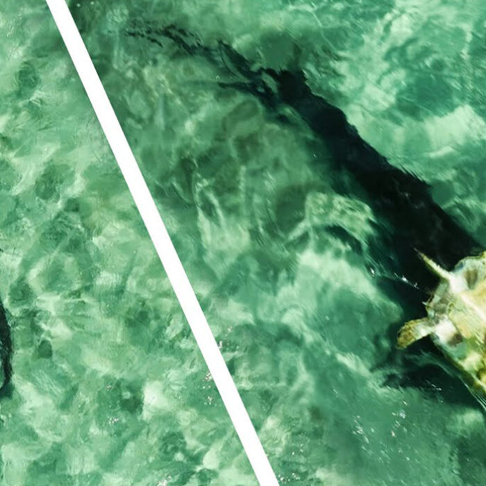 California Drone Pilot Captures Ultra-Rare Footage of Tiger Shark Attacking Sea Turtle