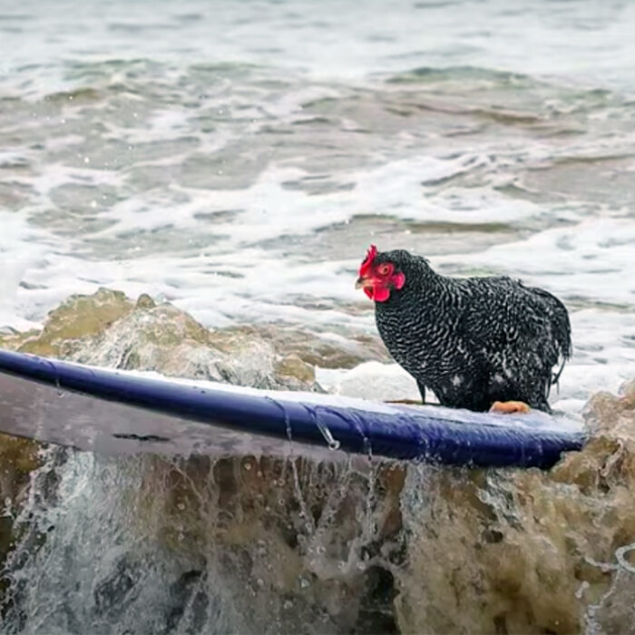 Meet the Woman Who Taught Her Chicken to Surf