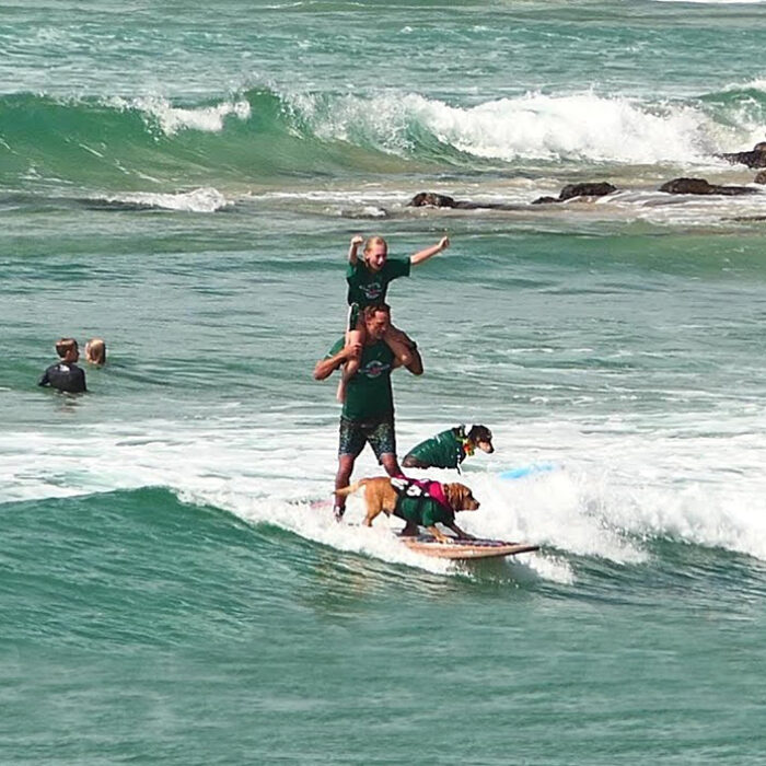 Australia's most famous surfing festival will bring the dogs back for the eleventh year running. The Dog Surfing Championships are sure to be off the leash.