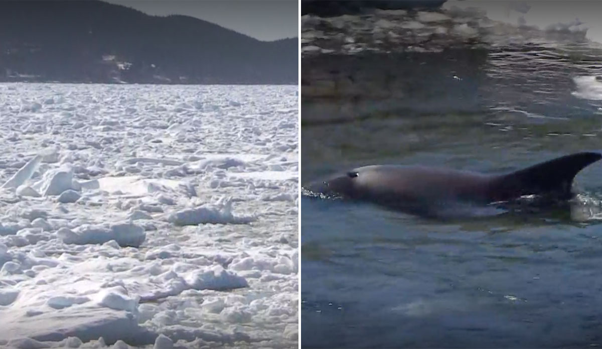 A Pod of Dolphins Is Stranded by Sea Ice in a Place Called Dildo Cove - Vimarsana News