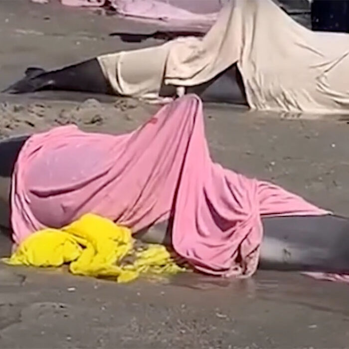 dolphins stranded in New Jersey