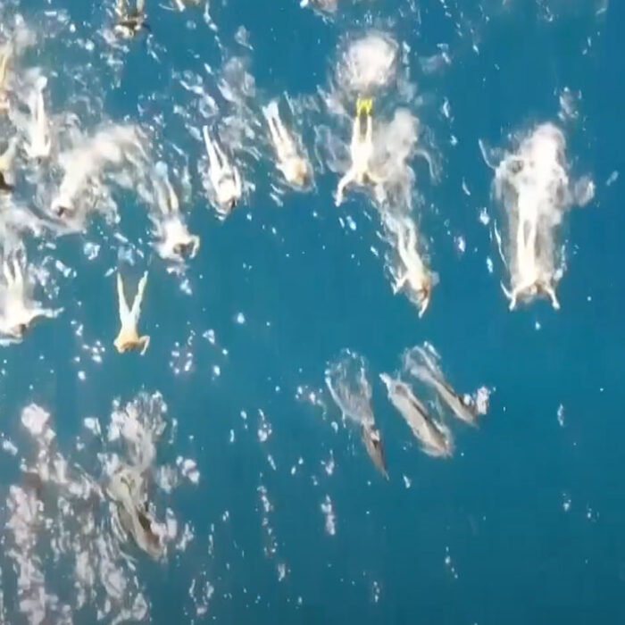swimmers harassing dolphins in hawaii