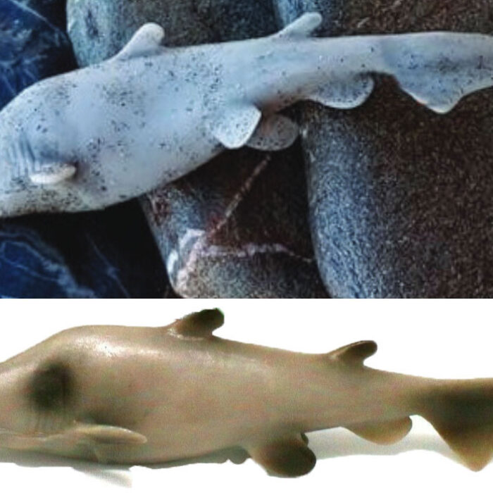 goblin shark on greek beach