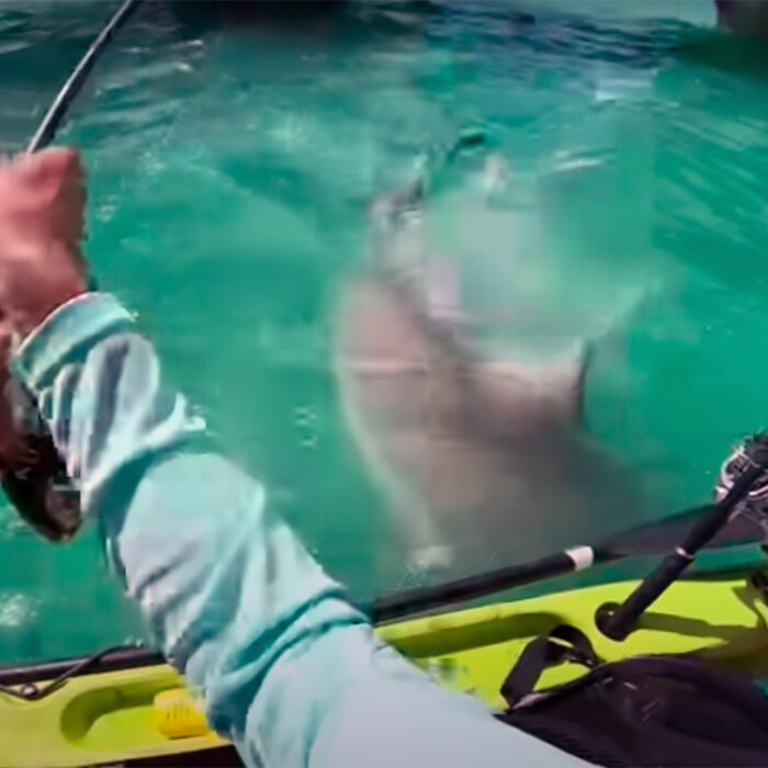 Watch Sizable Shark Give Kayak Fisherman Scare of His Life