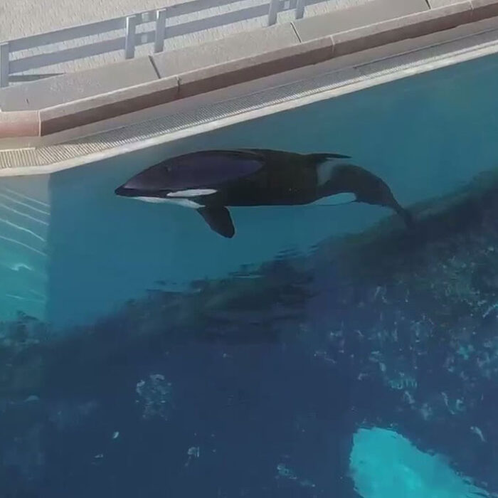 Kiska the world's loneliest whale