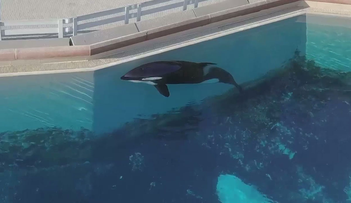 Kiska the world's loneliest whale