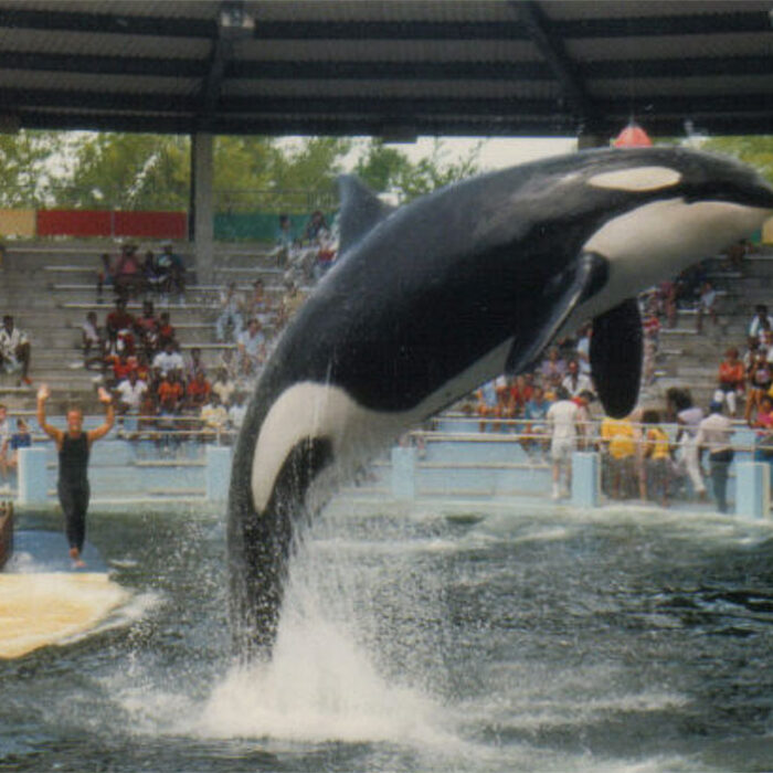 Lolita the orca