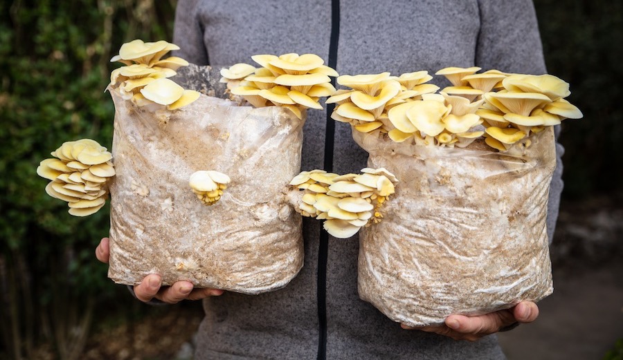 Student Designs Mushroom Surfboard, Aims at Mainstream Production