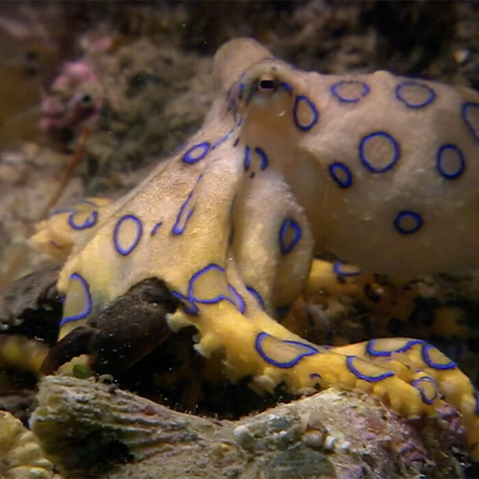 blue-ringed octopus