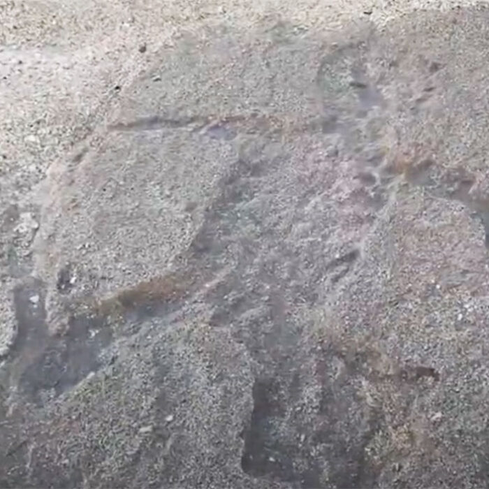 North Shore Petroglyphs