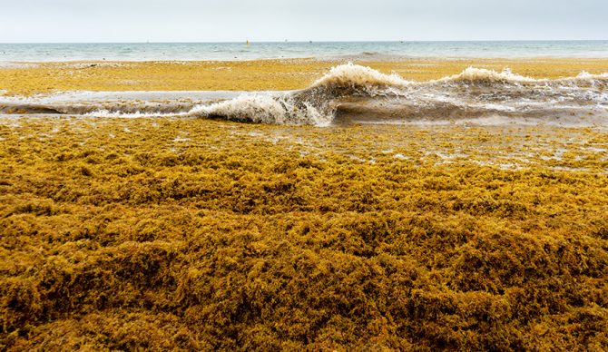 a beach covered with sargassum algae