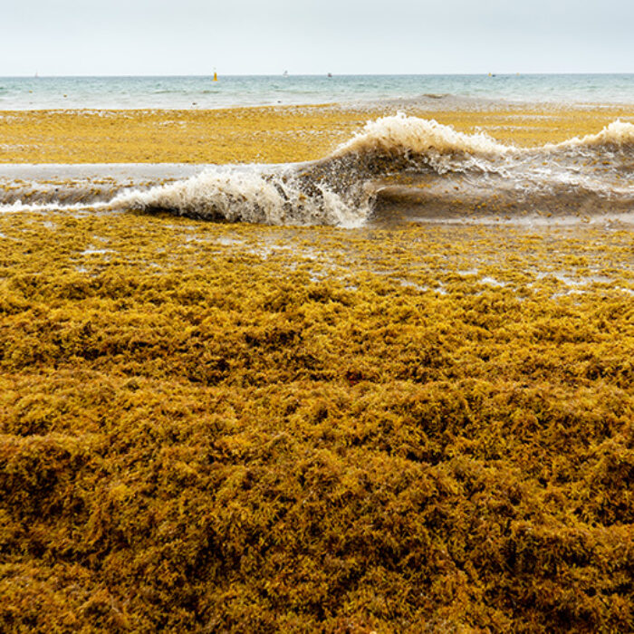 a beach covered with sargassum algea