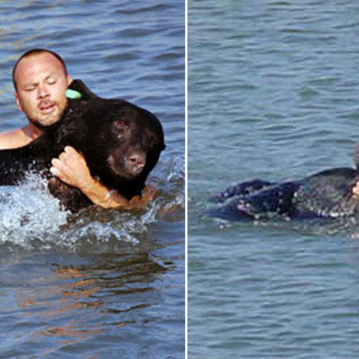It's True: A Florida Man Saved a Drugged-Up Black Bear From Drowning