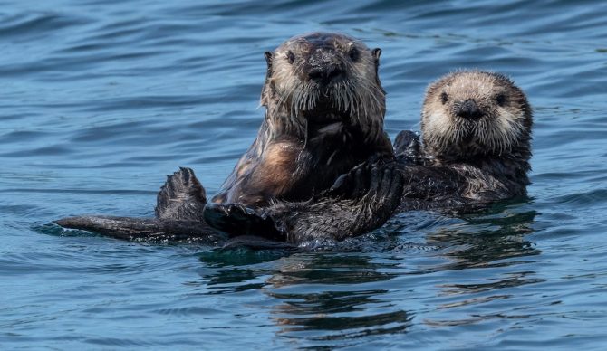 sea otters floating on ocean surface