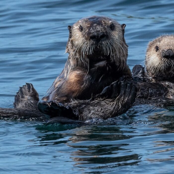 sea otters floating on ocean surface