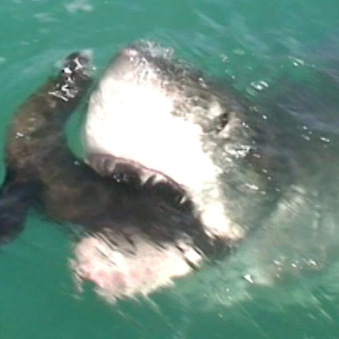 The Brutal Reality of a Great White Shark Attacking a Seal, Caught on Film
