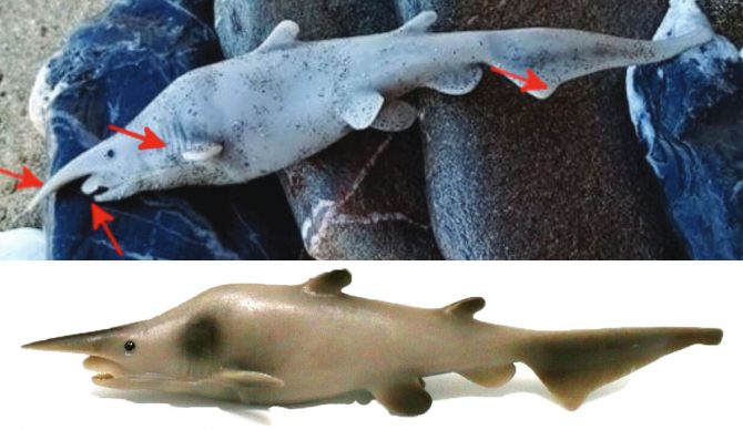Goblin Shark on Greek Beach at the Center of a Possible Hoax