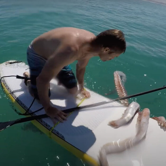 giant squid on surfboard