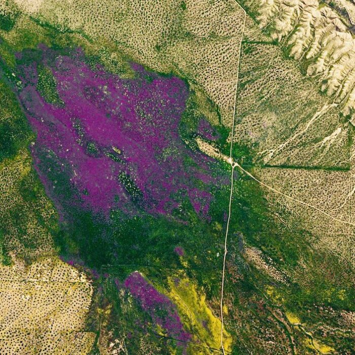 Superbloom in California