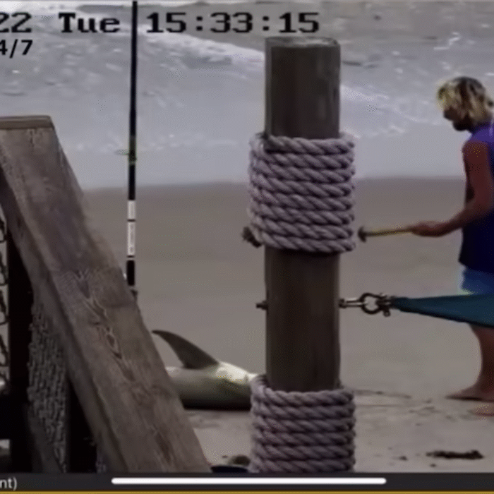 florida man approaching a beached shark with a hammer