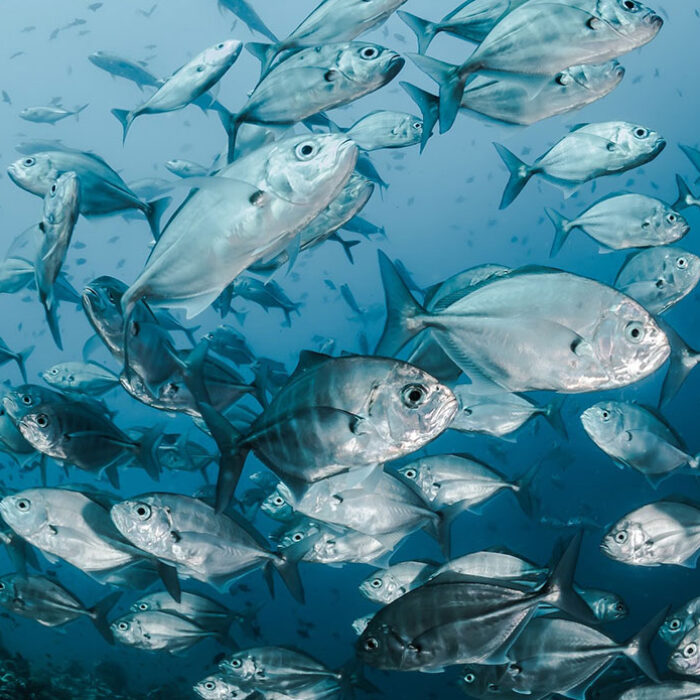 El Niño fish and sea water