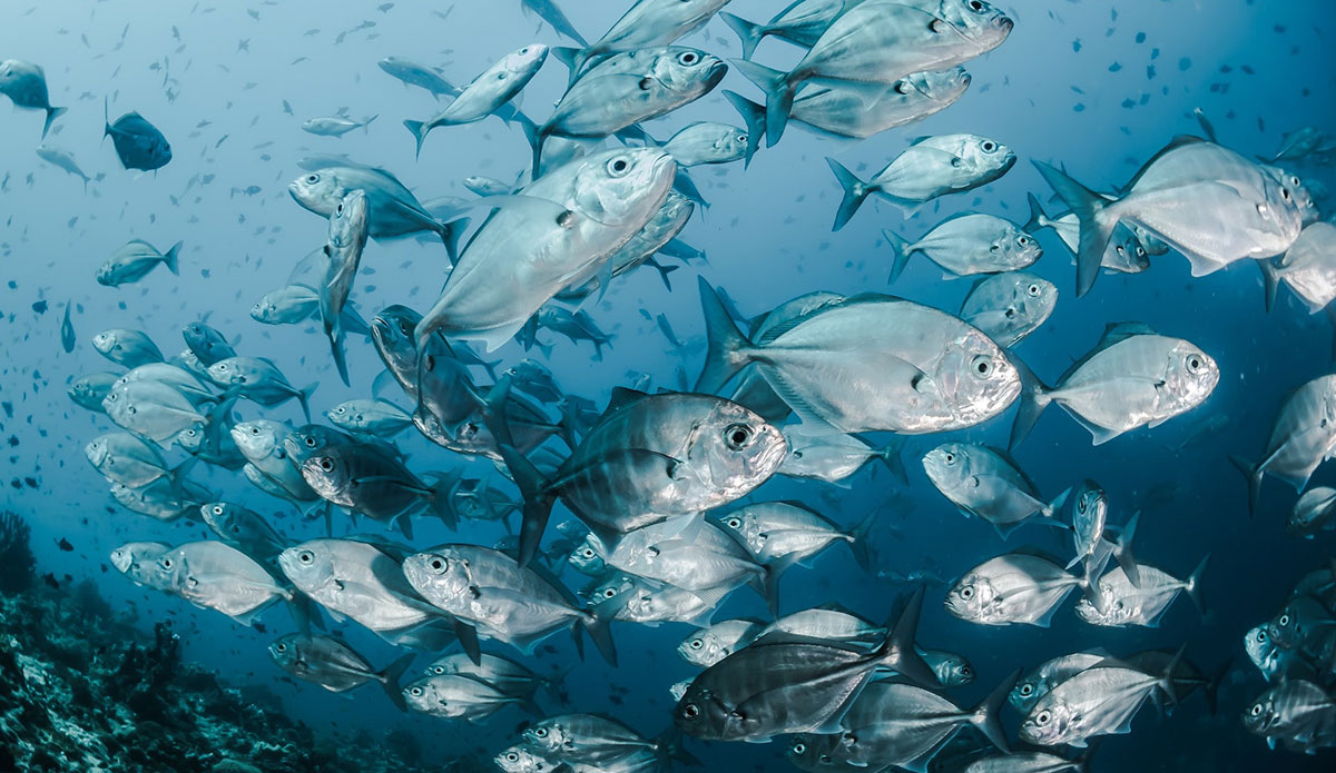 El Niño Is Coming, and It Could Spell Disaster for Fish and Corals - Vimarsana News