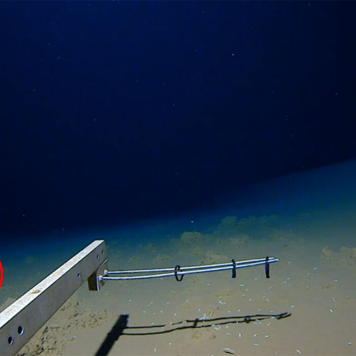 snailfish swimming deepest