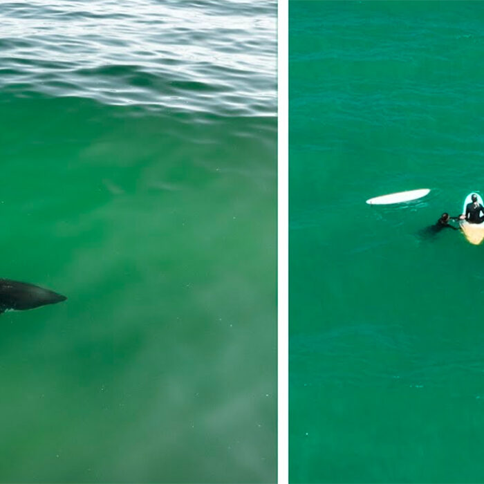 Watch Great White Shark Seemingly Take a Sniff of This Surfer's Foot