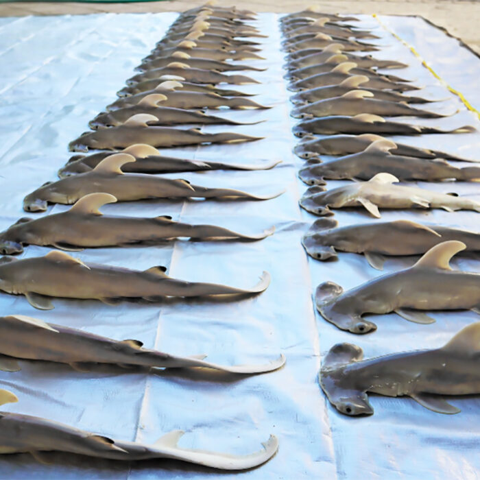 A Pregnant 14-Foot Hammerhead Shark Washed Up on the Alabama Coast