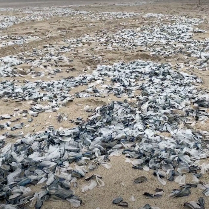 blue blobs velella velella on Southern California beaches
