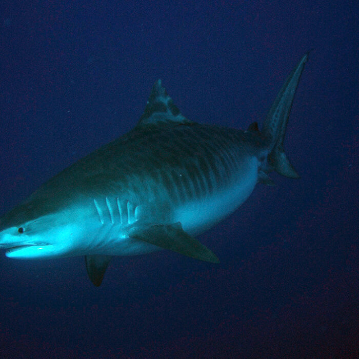 8-Foot Tiger Shark Reportedly Attacks Surfer in Honolulu
