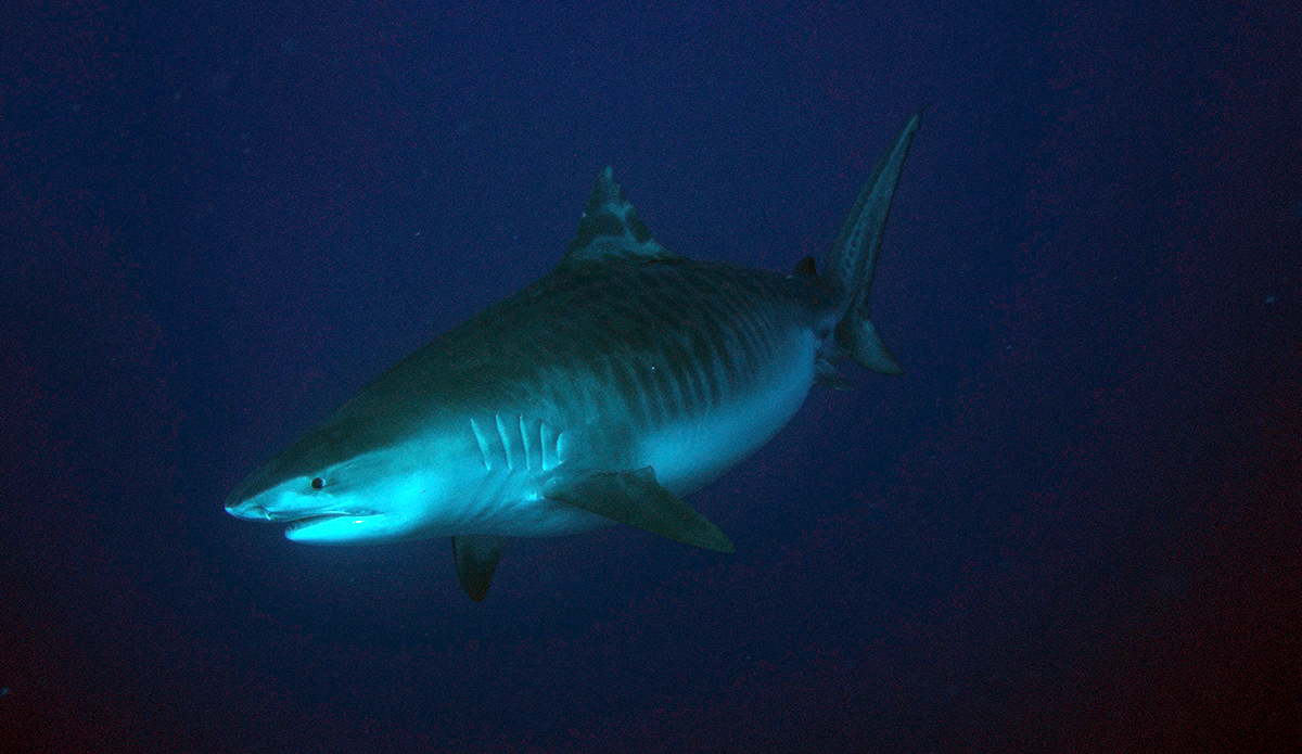 8-Foot Tiger Shark Reportedly Attacks Surfer in Honolulu